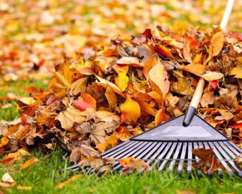 leafcleanup